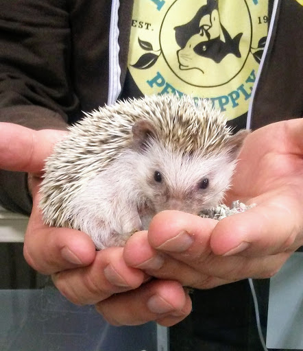 Pet Supply Store «Premier Pet Supply», reviews and photos, 63 W Auburn Rd, Rochester Hills, MI 48307, USA