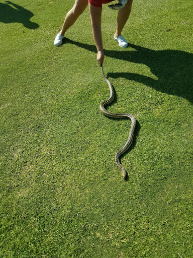Public Golf Course «Casta del Sol Golf Course», reviews and photos, 27601 Casta Del Sol, Mission Viejo, CA 92692, USA