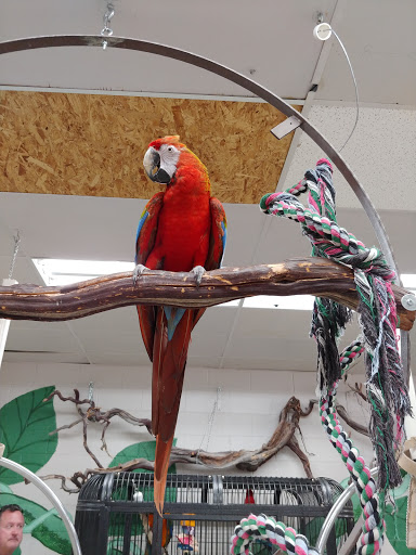 Bird Shop «Arizona Bird Store», reviews and photos, 565 S Dobson Rd, Mesa, AZ 85202, USA