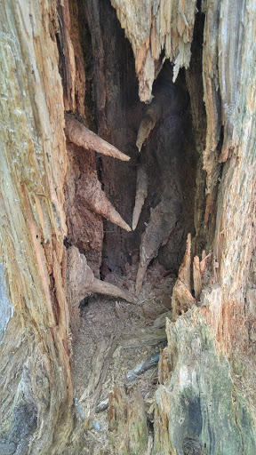 Nature Preserve «Centennial Woods Natural Area», reviews and photos, I-89, Burlington, VT 05401, USA