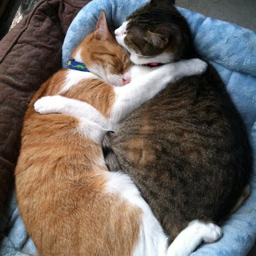 Pet Store «Fairmount Pet Shoppe», reviews and photos, 2024 Fairmount Ave, Philadelphia, PA 19130, USA