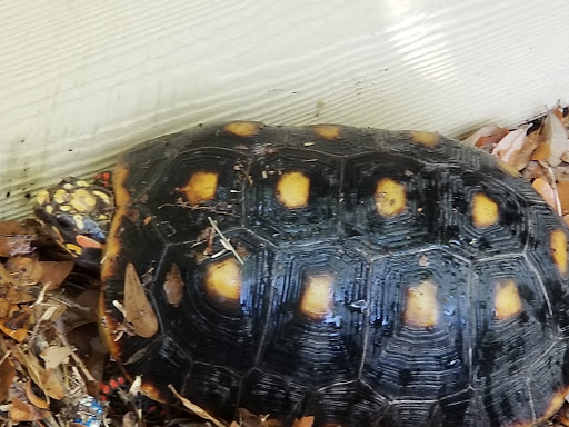 Tropical Fish Store «Xtreme Fish & Pets», reviews and photos, 11415 Bellaire Blvd # A, Houston, TX 77072, USA