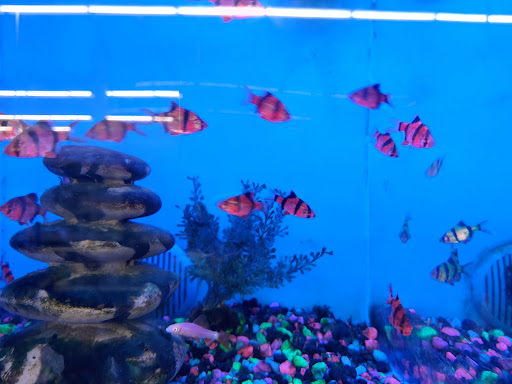 Pet Supply Store «PetSmart», reviews and photos, 830 Pelham Pkwy, Pelham, NY 10803, USA