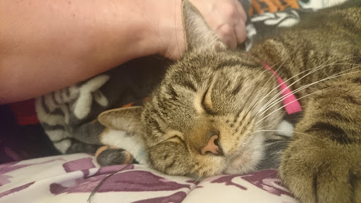 Pet Supply Store «PetSmart», reviews and photos, 16514 SW 88th St, Kendall, FL 33196, USA