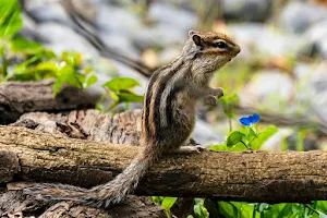 Squirrel House Zoo image