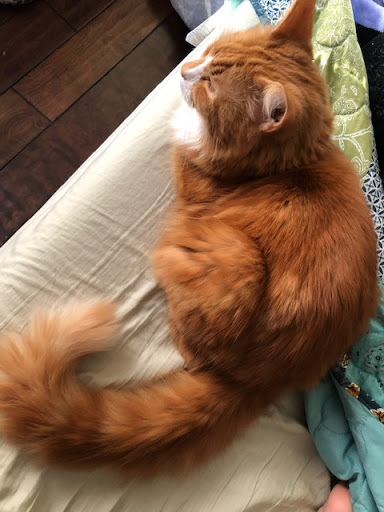 Pet Supply Store «Pet Source», reviews and photos, 117 Great Rd, Stow, MA 01775, USA