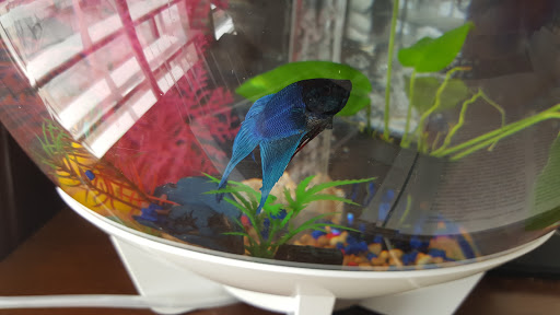 Tropical Fish Store «Sunset Pet & Supplies», reviews and photos, 1373 Sunset Blvd, Los Angeles, CA 90026, USA