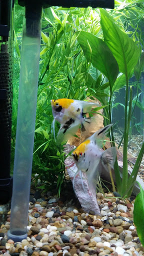 Pet Store «PetSmart», reviews and photos, 3152 Phoenix Center Dr, Washington, MO 63090, USA