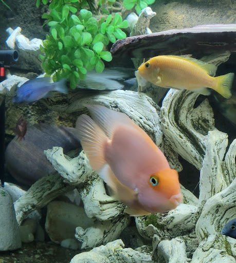 Pet Supply Store «Petco Animal Supplies», reviews and photos, 317 E Trenton Rd, Edinburg, TX 78539, USA