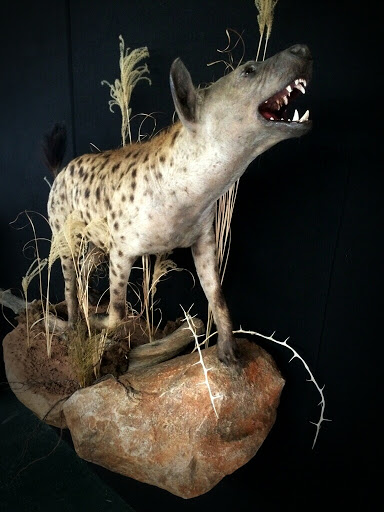 Taxidermist «HighPoint Taxidermy And Outfutters», reviews and photos, 14860 OH-13, Thornville, OH 43076, USA