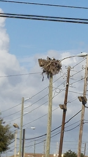 Coffee Shop «Starbucks», reviews and photos, 7398 Seminole Blvd, Seminole, FL 33772, USA