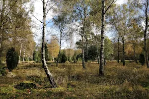 Jällabjär image