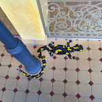 Photo n°1 de l'avis de Frederik.i fait le 11/10/2023 à 10:45 sur le  ALLEE HOTEL à Neustadt an der Aisch