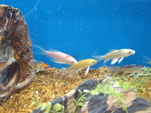 Pet Supply Store «PetSmart», reviews and photos, 218 Kentlands Blvd, Gaithersburg, MD 20878, USA