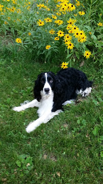 Your Healthy Pet - Photo 4 - Car repair in Newtown, CT, Bridgeport