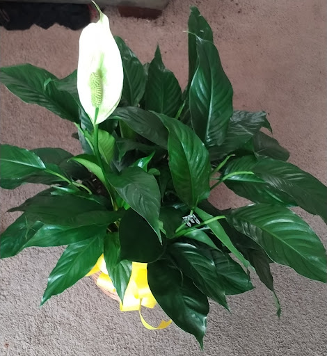 Florist «Altamonte Springs Florist», reviews and photos, 801 FL-436, Altamonte Springs, FL 32714, USA