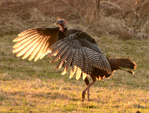 Nature Preserve «Elk and Bison Prairie», reviews and photos, Elk & Bison Prairie Rd, Golden Pond, KY 42211, USA