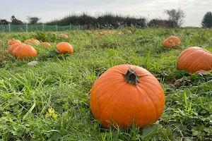 Killarney Pumpkin Farm image