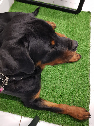 Veterconca en Montblanc