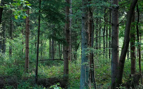 Clanger Wood image