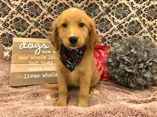 Pet Store «Happiness Is Pets», reviews and photos, 2936 Showplace Dr, Naperville, IL 60564, USA