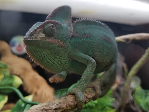 Pet Supply Store «PetSmart», reviews and photos, 2140 17th St, Santa Ana, CA 92705, USA