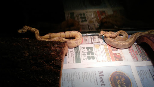 Pet Store «World Wide Pets», reviews and photos, 1307 Fayetteville Rd, Van Buren, AR 72956, USA