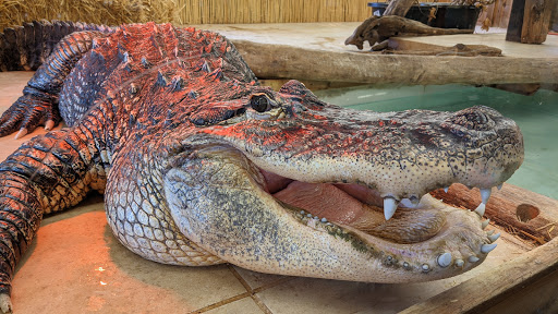 Zoo «Reptile Zoo», reviews and photos, 22715 US-2, Monroe, WA 98272, USA