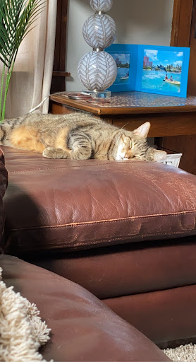 Pet Supply Store «Pet Supplies Plus», reviews and photos, 15060 Eureka Rd, Southgate, MI 48195, USA