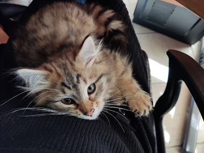 Chatterie de la Terre abers à Plouguin