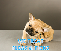 TruBlu Pest Control - Photo 7 - Car repair in Broken Arrow, OK, Tulsa