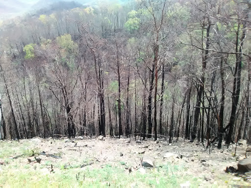 Amusement Park «Ober Gatlinburg», reviews and photos, 1001 Parkway #2, Gatlinburg, TN 37738, USA