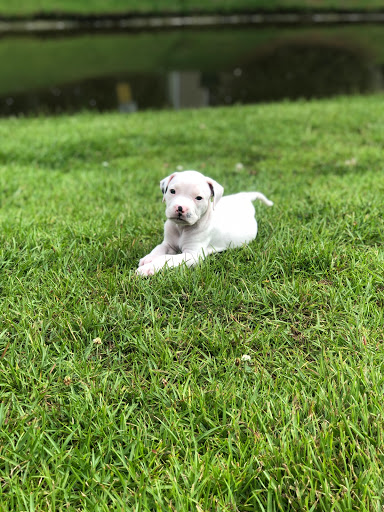 Animal Protection Organization «Charleston Animal Society», reviews and photos