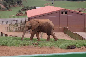 Elefantes image
