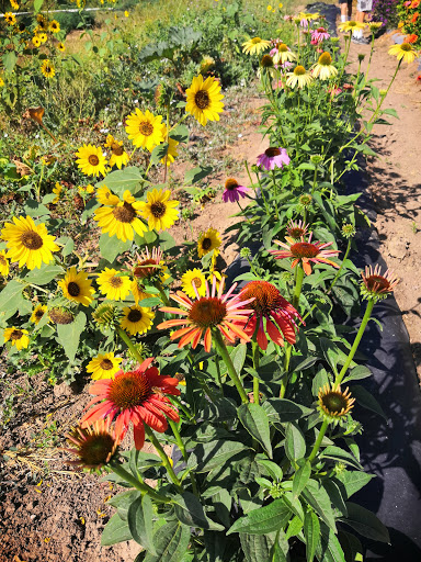 Produce Market «Berry Patch Farms», reviews and photos, 13785 Potomac St, Brighton, CO 80601, USA