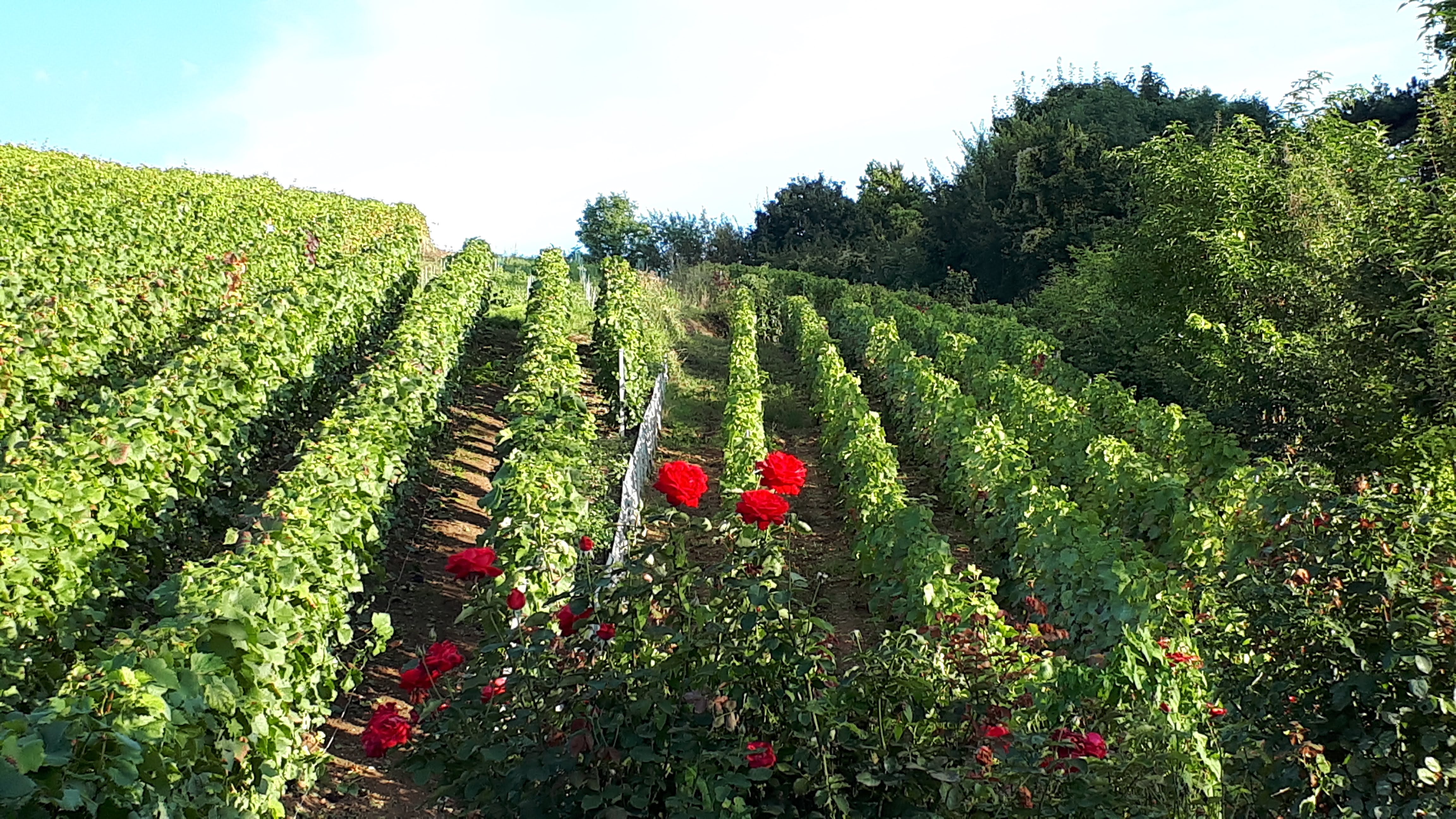 Photo n° 2 de l'avis de Françoise.o fait le 21/09/2021 à 16:22