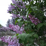 Photo n°5 de l'avis de Paolina.a fait le 21/04/2022 à 18:46 sur le  Lo Chalet del Gallo à Castel San Giovanni