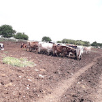 Photo n°4 de l'avis de Tony.t fait le 28/05/2018 à 21:51 sur le  Tenuta COPPA di Ruvo di Puglia à Ruvo di Puglia