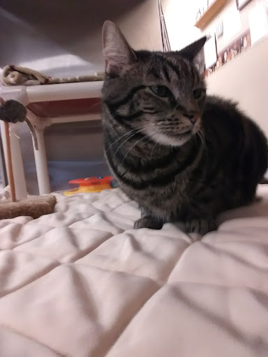 Pet Supply Store «PetSmart», reviews and photos, 1559 Merritt Blvd, Dundalk, MD 21222, USA