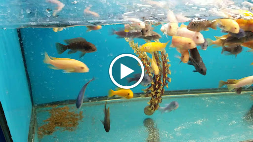 Pet Store «Super Pets», reviews and photos, 9403 E Las Tunas Dr, Temple City, CA 91780, USA