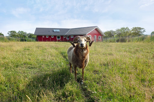Kleintierpraxis in Wees unter Wees, Schleswig-Holstein