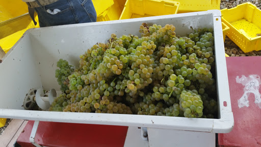 Winery «Rockside Winery and Vineyards», reviews and photos, 2363 Lancaster-Newark Rd NE, Lancaster, OH 43130, USA