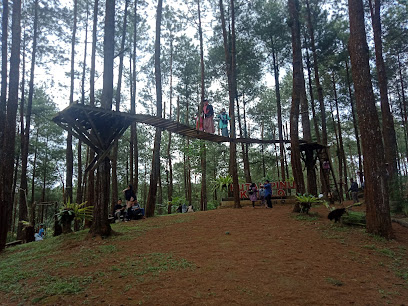 Hutan Pinus Kalilo Kaligesing Purworejo