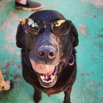 What the Pup!? - Photo 7 - Car repair in , Fullerton