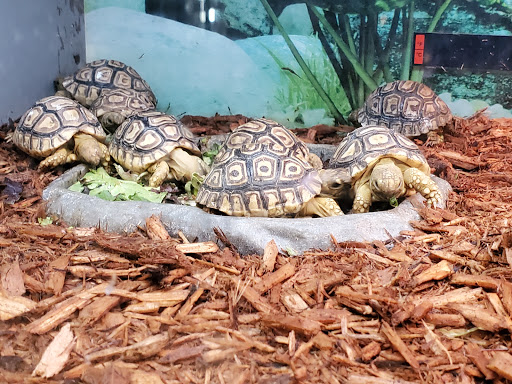 Pet Store «Super Pets», reviews and photos, 1807 E Chapman Ave, Orange, CA 92867, USA