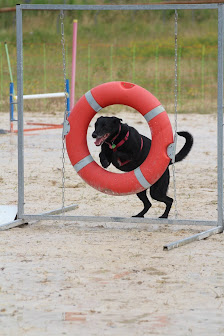 Educa'Priss Educateur Comportementaliste Canin à domicile - Drôme Ardèche 2690 Rte de la Voulte, 26250 Livron-sur-Drôme, France
