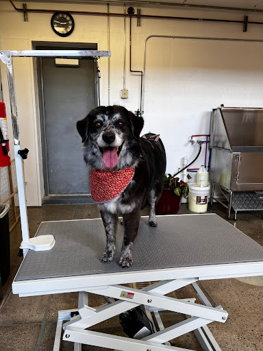 Bow Wow Dog Grooming