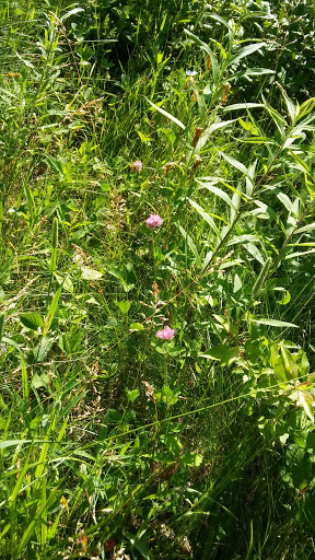 Nature Preserve «Scio Woods Preserve», reviews and photos, Scio Church Rd, Ann Arbor, MI 48103, USA