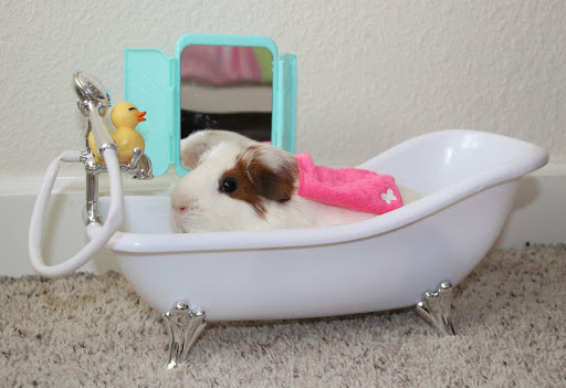 Pet Supply Store «Village Pet Shop», reviews and photos, 3008 Pacific Ave, Livermore, CA 94550, USA