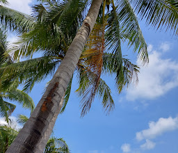 Coconut Beach photo